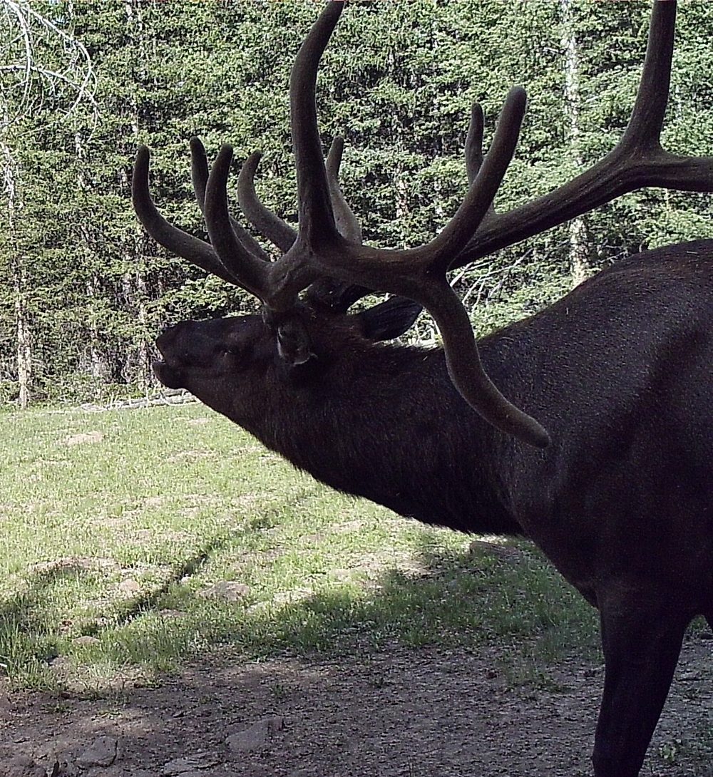 A bull elk trail-camera photo of the kind Rack Detector sorts into a per-species folder