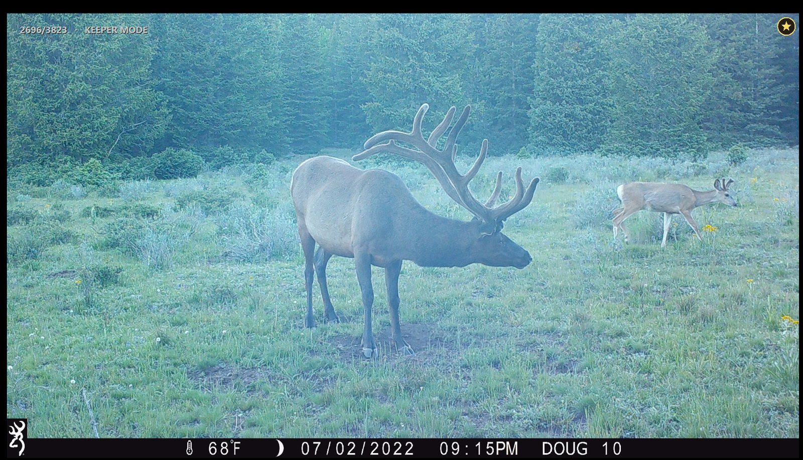 Rack Viewer in full screen: a bull elk and a mule deer fill the display, with 2696/3823 and KEEPER MODE in light grey at the top left and the gold keeper star at the top right